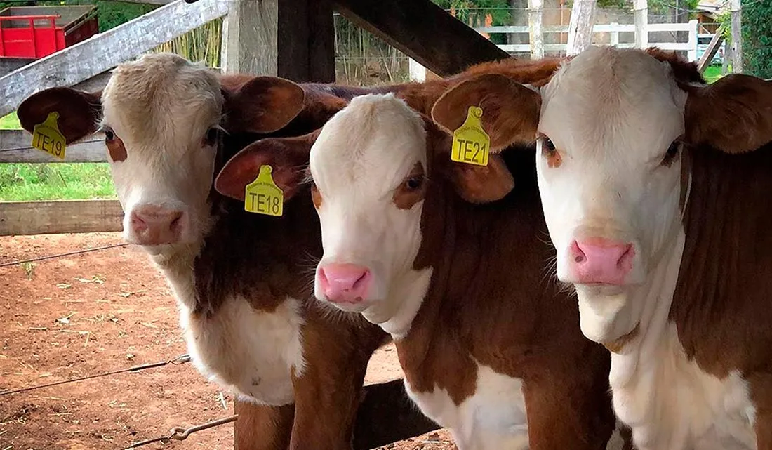Brincos para Gado: Tipos e Aplicação