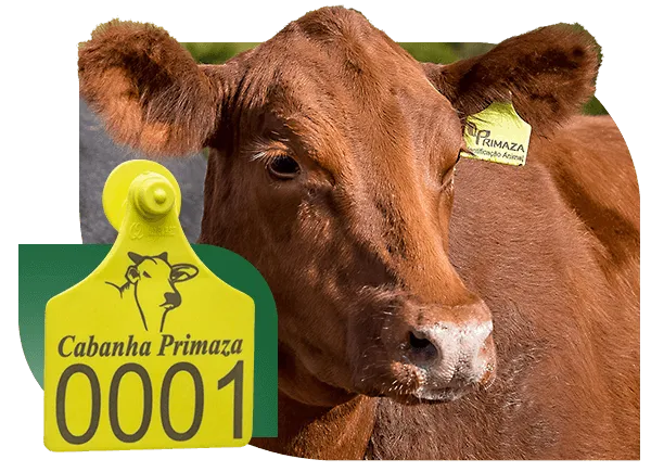 Identificação Animal